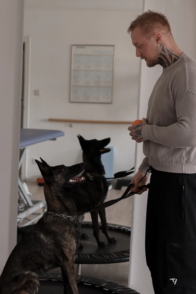 LPZ-Hübner - Physiotherapie und Lymphdrainage - Ein Mann mit Nackentätowierungen und einem grauen Rippstrickpullover steht vor einem Spiegel, hält eine Leine und einen Ball in der Hand, während ein dunkler, gestromter Holländischer Schäferhund aufmerksam auf einem Minitrampolin vor ihm sitzt.