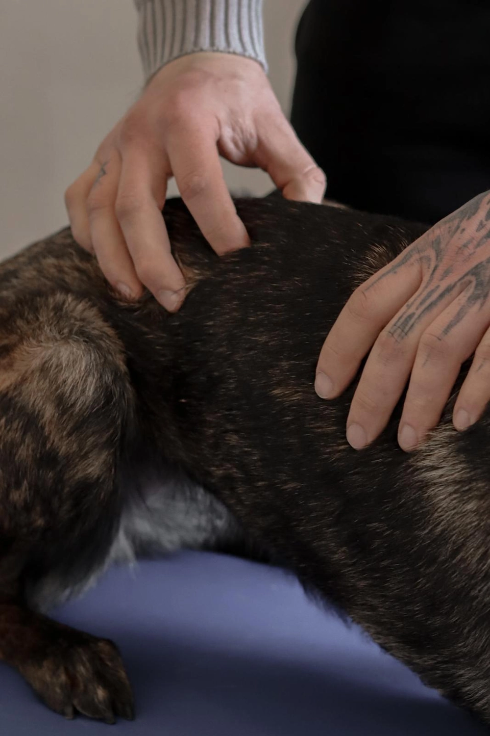 LPZ-Hübner - Physiotherapie und Lymphdrainage - Nahaufnahme einer Person mit tätowierten Händen, die sanft einen gestromten Hund streichelt.