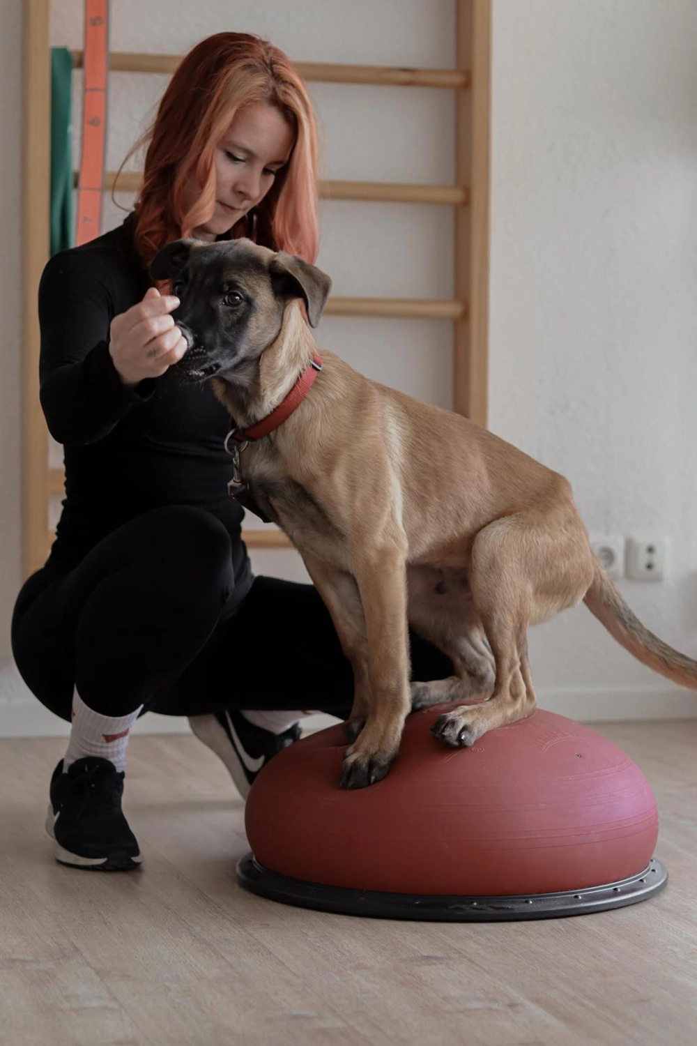 LPZ-Hübner - Physiotherapie und Lymphdrainage - Eine Frau mit rötlich-orangenen Haaren hockt auf einem Holzboden und trainiert einen hellbraun-schwarzen Hund, der auf einem roten BOSU-Ball balanciert.